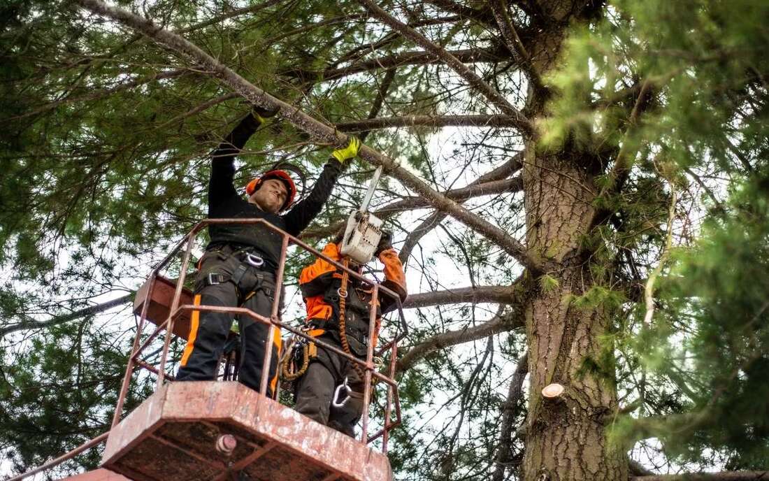Bothell Tree Care