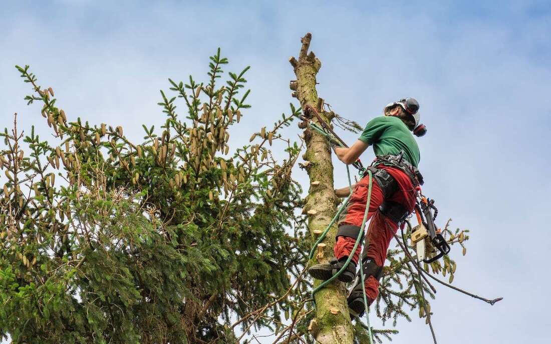 Bothell Tree Removal