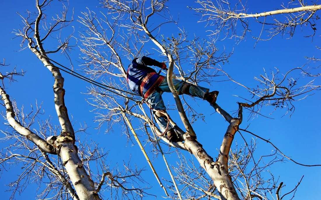 Tree Care in Bothell, WA