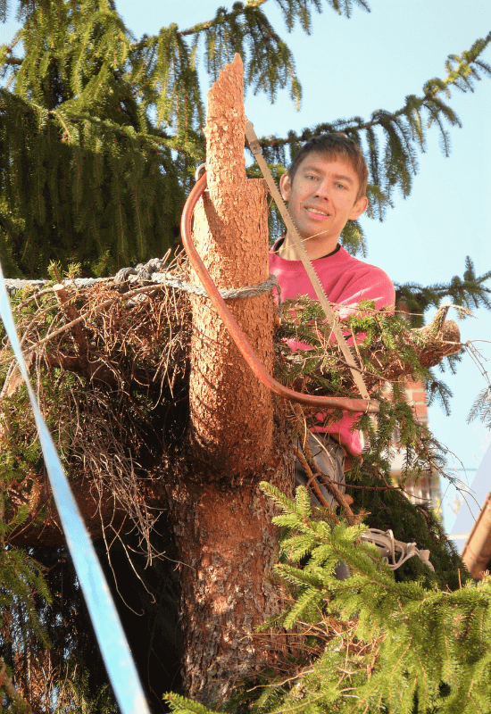 Man helping to cut down a tree with a saw